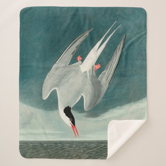 Arctic Tern Audubon Bird Wildlife Painting Sherpadecke (Vorderseite)