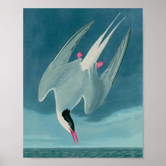 Arctic Tern Birds of America Audubon Print Poster (Vorne)