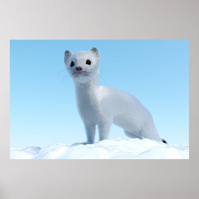 Arctic Weasel Charm Poster (Vorne)