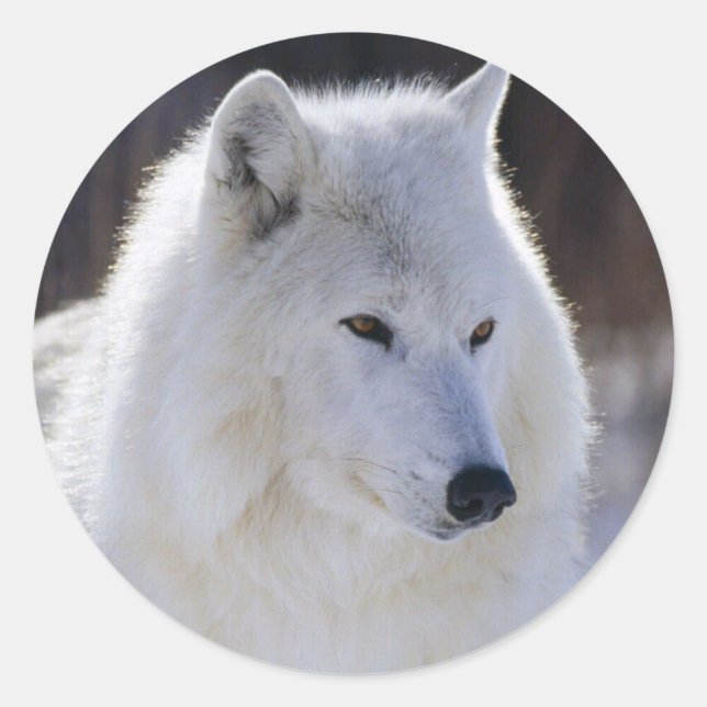 Arctic White Wolf Stickers (Vorderseite)