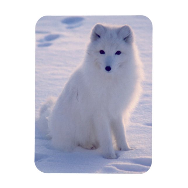 Arctic Winter Fox Foto entworfen Magnet (Vertikal)