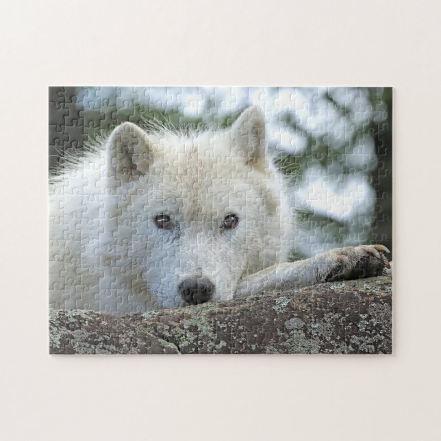 ARCTIC WOLF 11x14 INCH (Horizontal)