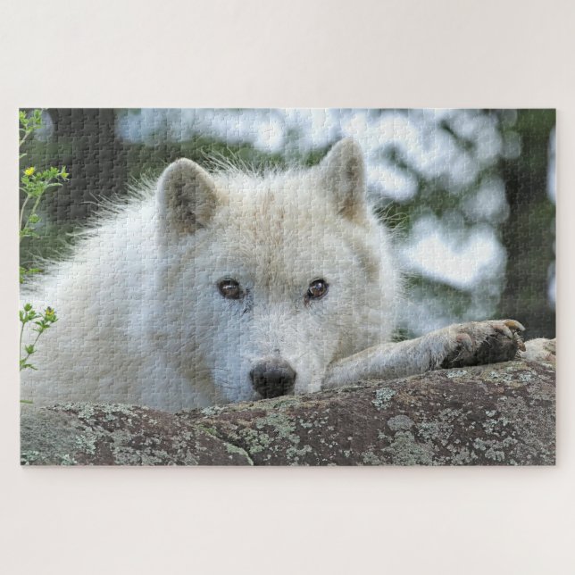 ARCTIC WOLF 20x30 INCH (Horizontal)