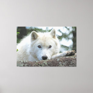 ARCTIC WOLF 32x48 Leinwanddruck