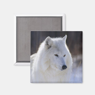 Arctic Wolf Magnet
