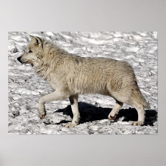 Arctic Wolf Portrait Poster Print (Vorne)