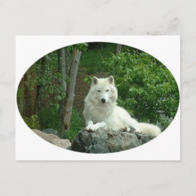 Arctic Wolf Postcard Postkarte (Vorderseite)