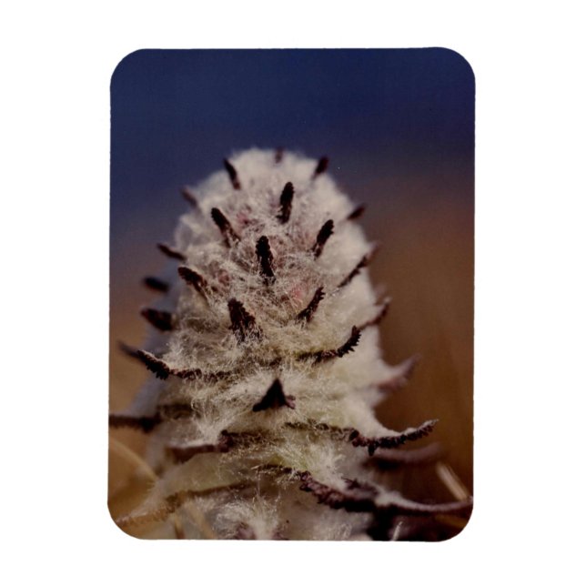 Arctic Wooly Lousewart Wildblume Kühlschrank Magnet (Vertikal)