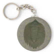 Arctinrus Boltoni Fossil Trilobit