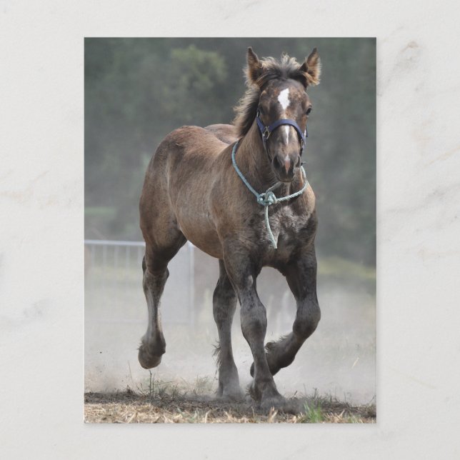 Ardennes foal postkarte (Vorderseite)