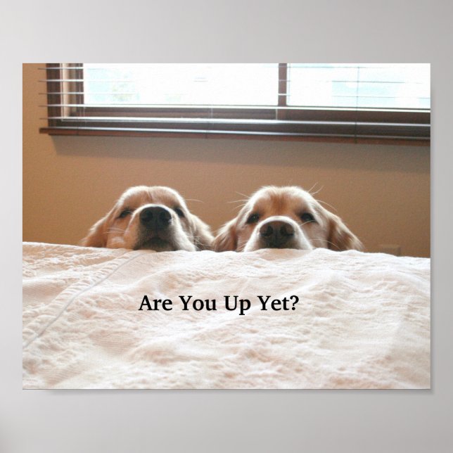 Are You Up Yet? Golden Retriever Poster (Vorne)