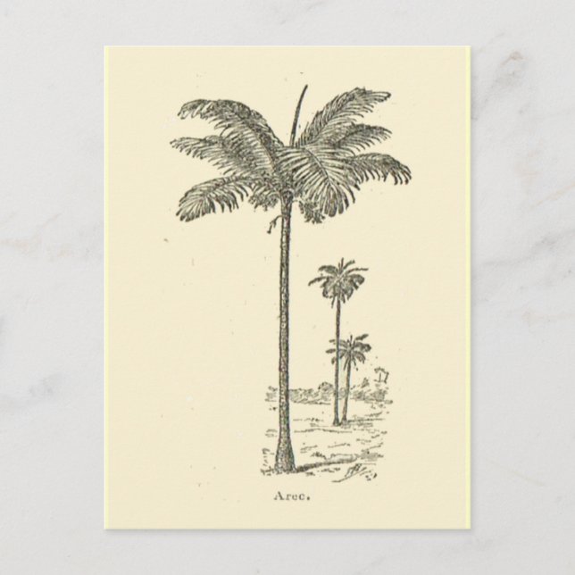 Arec, Palmbaumtyp Postkarte (Vorderseite)