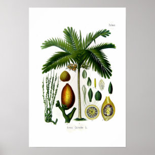 Areca catechu (Betelnuspalme) Poster