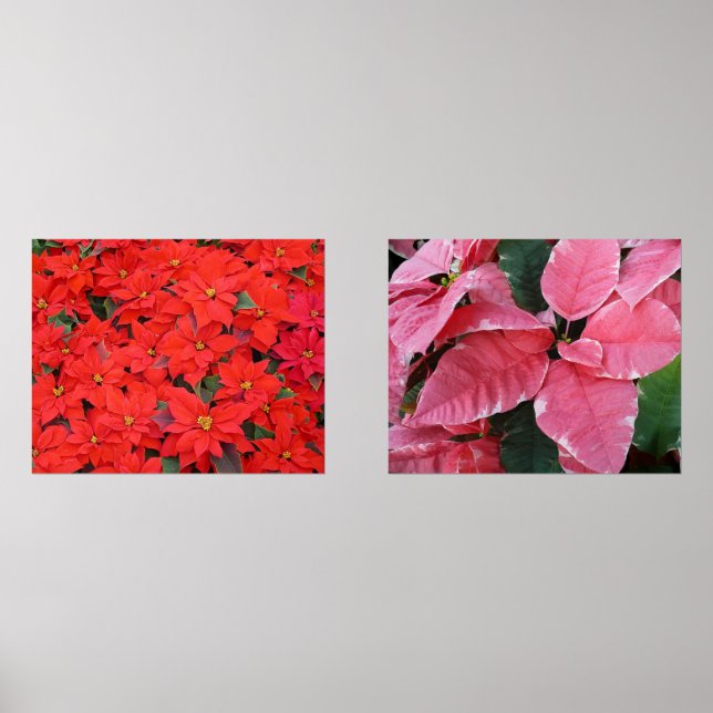Argent Star Marbre Poinsettias Pink Holiday Floral (Recto)