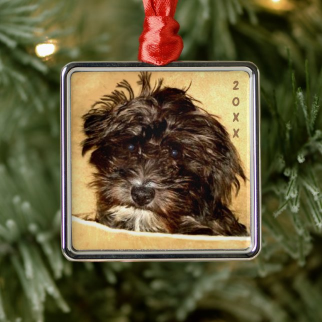 Argenté Ornement carré premium Schnoodle (Arbre)