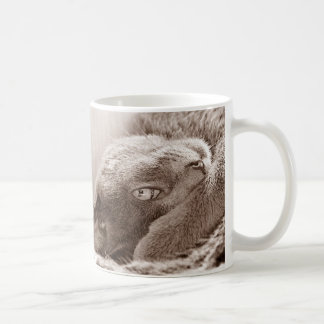 Argentez la tasse de chat