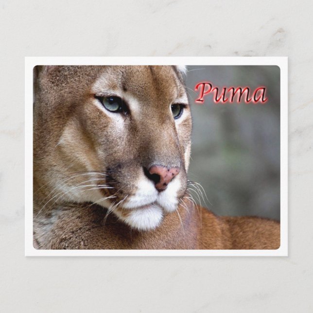 Argentina - Puma - Postkarte (Vorderseite)