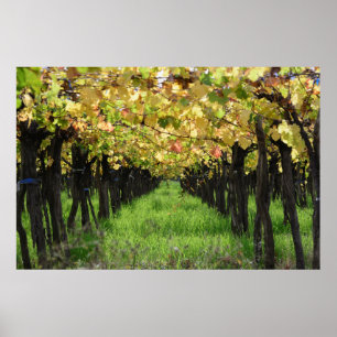 Argentinien, Mendoza, Reihe der Traube im Weinberg Poster