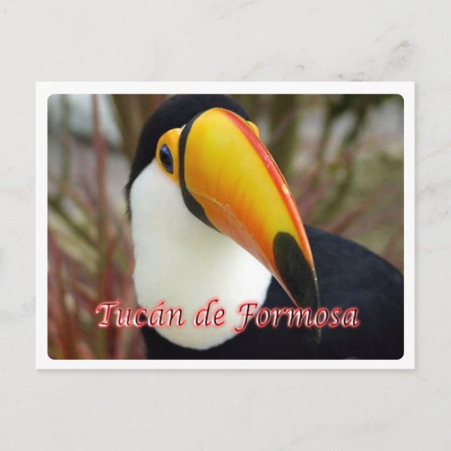 Argentinien - Tucán de Formosa - Postkarte (Vorderseite)