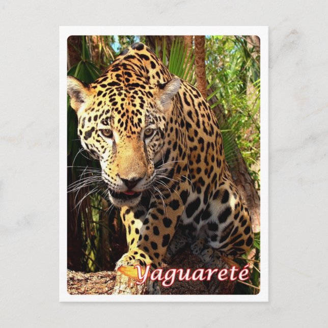 Argentinien - Yaguareté - Postkarte (Vorderseite)