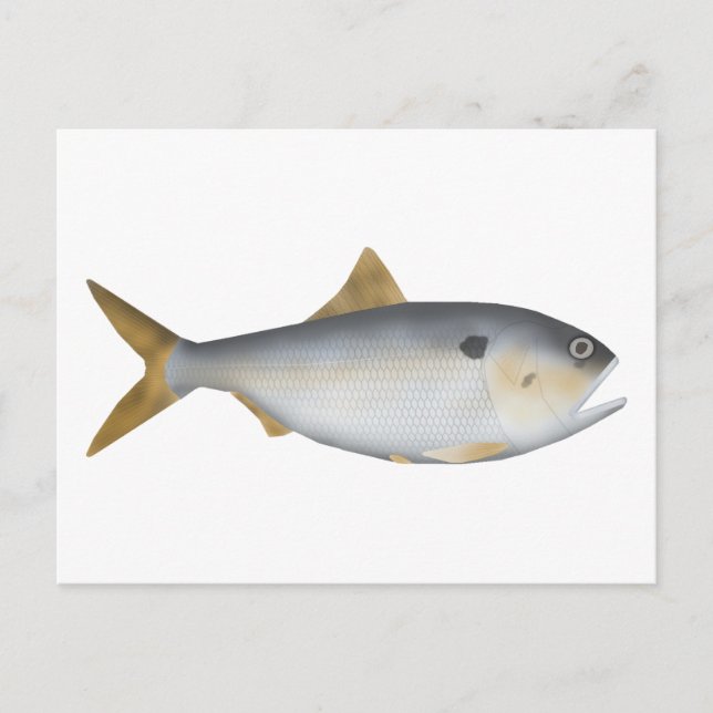 Argentinische Menhaden Postkarte (Vorderseite)