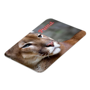 Argentinische Puma - Magnet