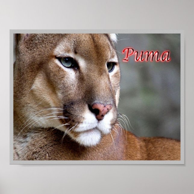 Argentinische Puma - Poster (Vorne)