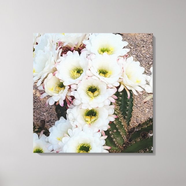 Argentinische Saguaro-Blume Leinwanddruck (Vorderseite)