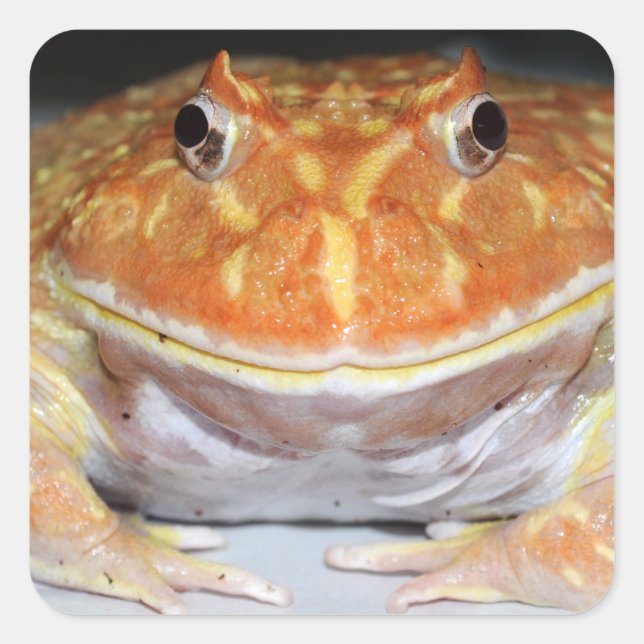 Argentinischer Hornfrosch Quadratischer Aufkleber (Vorderseite)