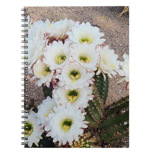 Argentinisches Cactus Blume Spiral Notebook Notizblock (Vorderseite)