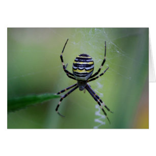 Argiope bruennichi