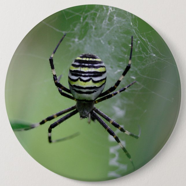 Argiope bruennichi button (Vorderseite)