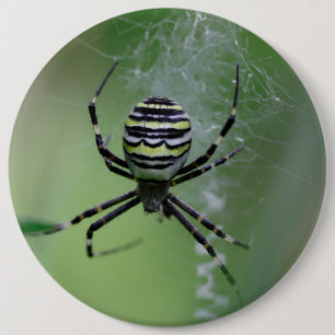 Argiope bruennichi button