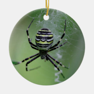 Argiope bruennichi keramik ornament
