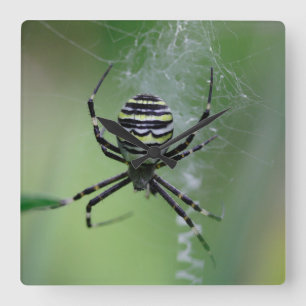 Argiope bruennichi quadratische wanduhr