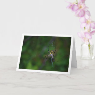 Argiope bruennichi, Wespen-Spinne, Radnetzspinne Karte