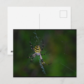 Argiope bruennichi, Wespen-Spinne, Radnetzspinne Postkarte