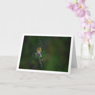 Argiope bruennichi, Wespen-Spinnne, Radnetzspinne Karte