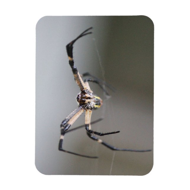 Argiope Spider Lover Gift Magnet (Vertikal)