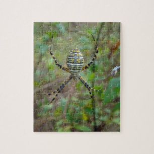 Argiope trifasciata Orb Weaver Spider