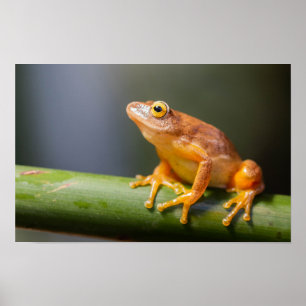 Argus Reed Frog auf einem Zweig Poster