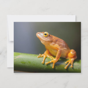 Argus Reed Frog auf einem Zweig Postkarte