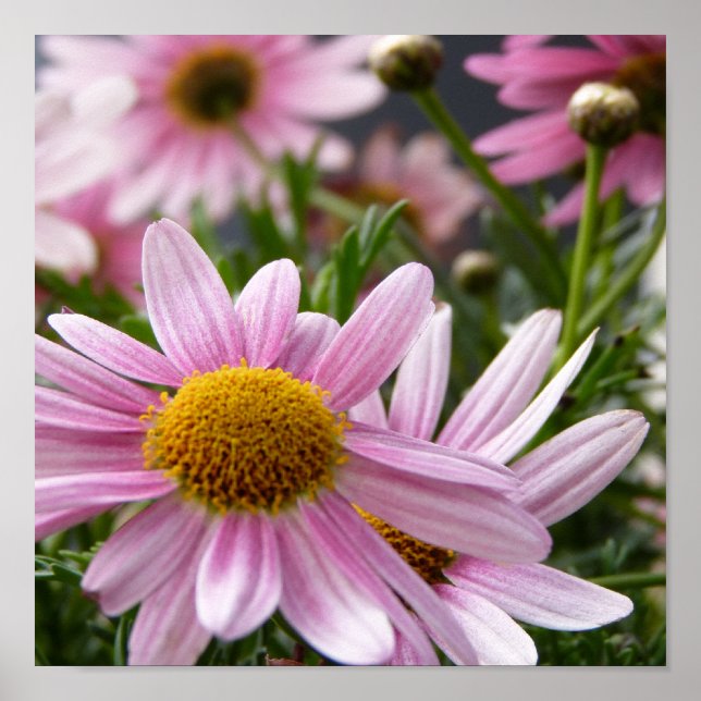 Argyranthemum frutescens Marguerite Daisies Poster (Vorne)