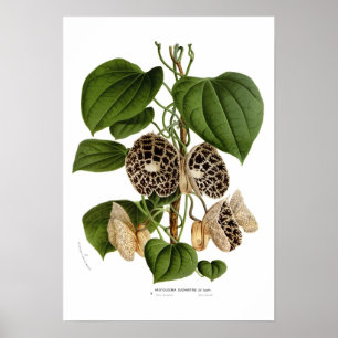 Aristolochia duchartrei poster