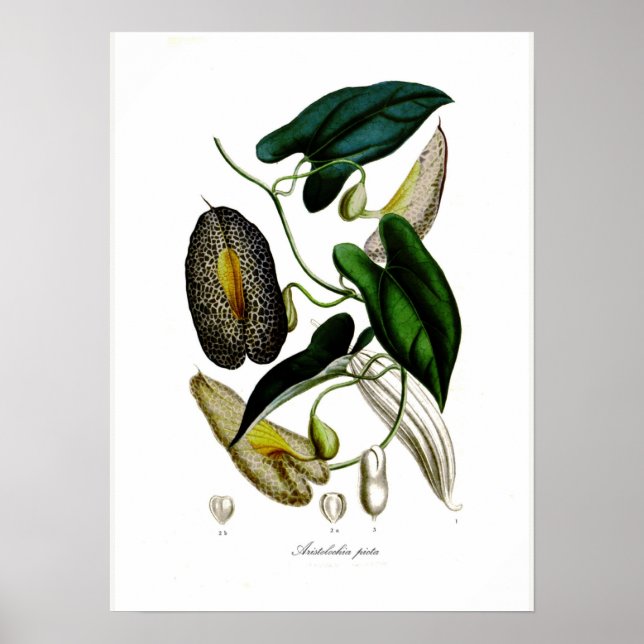 Aristolochia picta poster (Vorne)