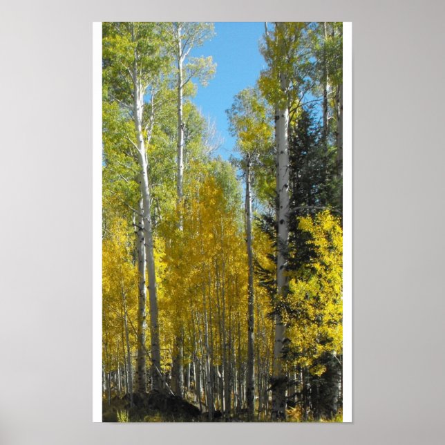 Arizona Aspen Poster (Vorne)