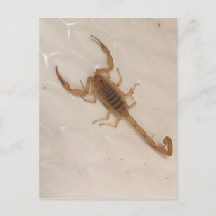 Arizona Bark Scorpion Postkarte