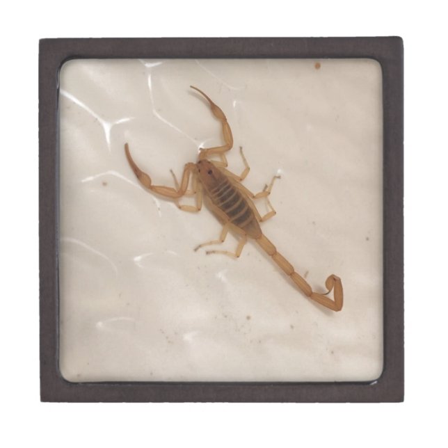Arizona-Barken-Skorpion Kiste (Vorderseite)