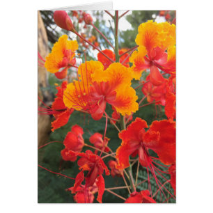 Arizona-Blume