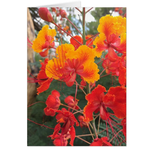 Arizona-Blume (Vorne)